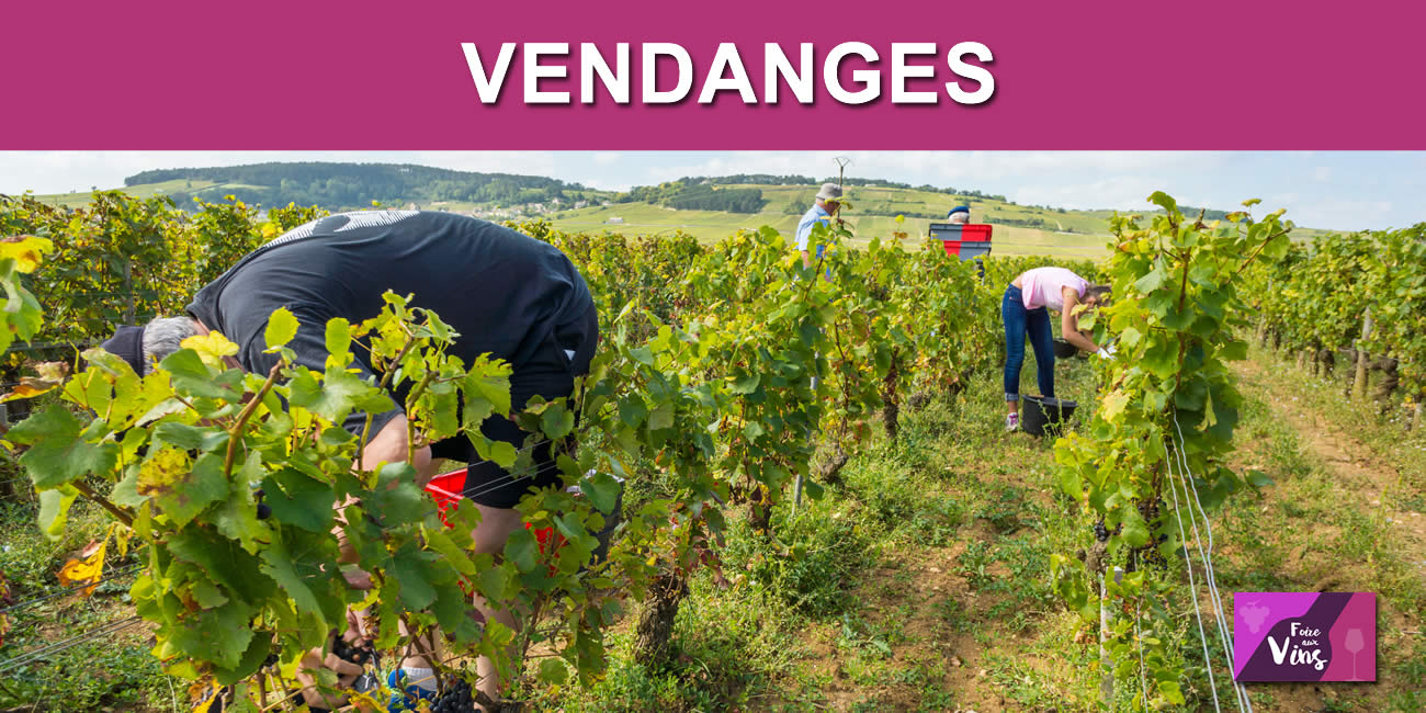 Vendanges : comment trouver facilement un poste de vendangeur ? Pole Emploi vous aide !